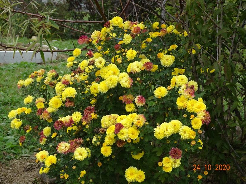 chrysanthemum Nantyderry Sunshine - Dobarland 2020 6