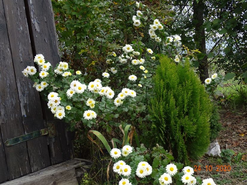 chrysanthemum Poesie - Dobarland 2020 6