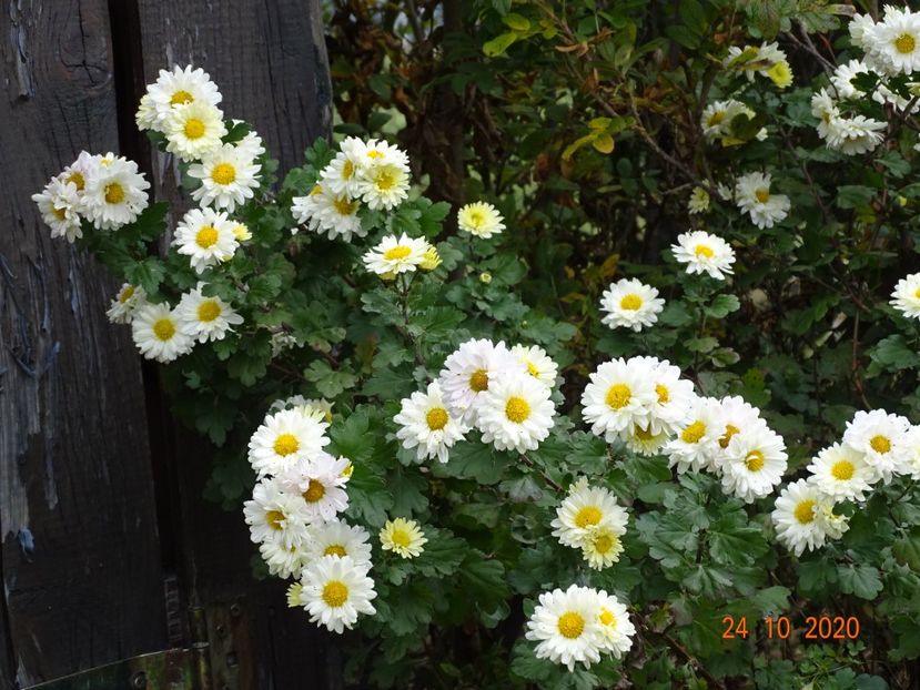 chrysanthemum Poesie - Dobarland 2020 6