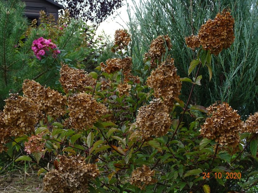 hydrangea pan. Vanille Fraise - Dobarland 2020 6