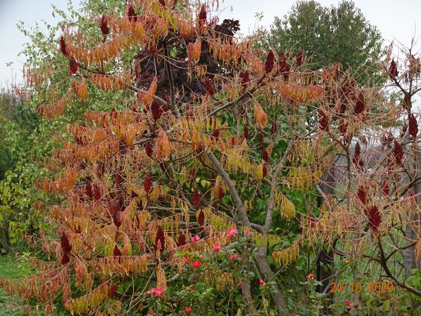 rhus typhina - Dobarland 2020 6