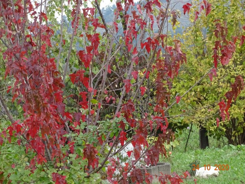 acer tataricum - Dobarland 2020 6