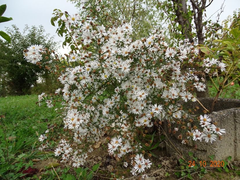 aster pringlei Monte Cassino - Dobarland 2020 6