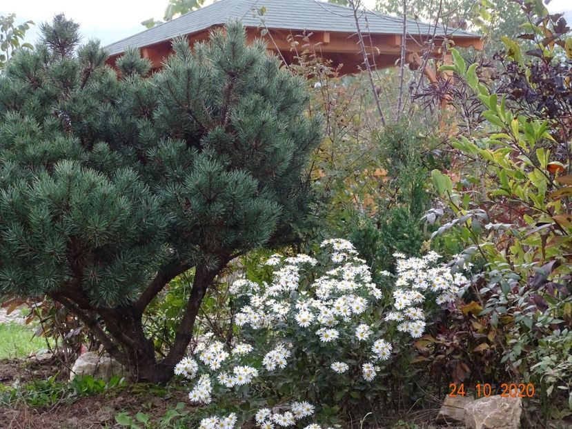 aster ageratoides Ashvi, pinus Watereri - Dobarland 2020 6
