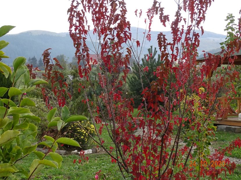 acer tataricum - Dobarland 2020 6