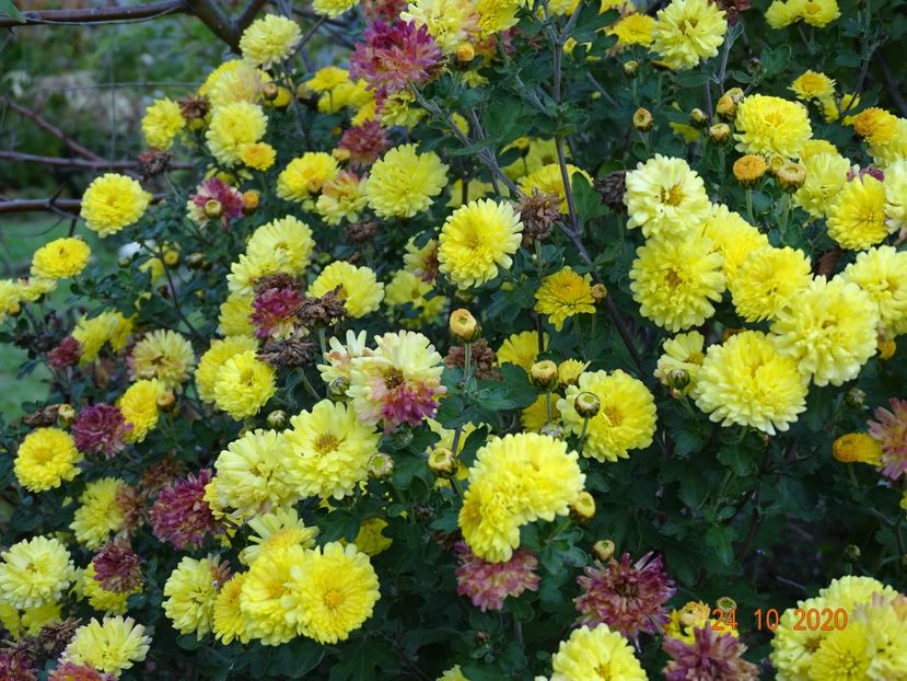 chrysanthemum Nantyderry Sunshine - Dobarland 2020 6