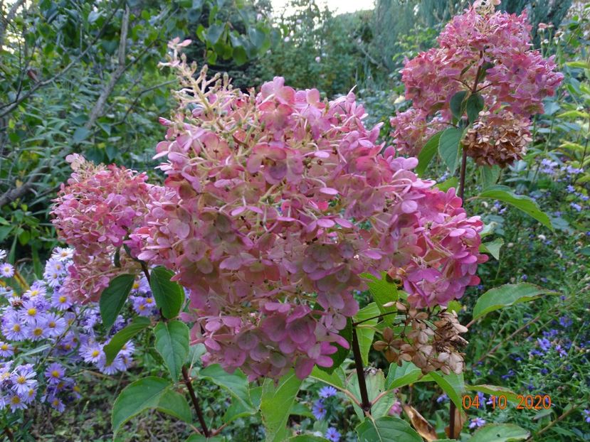  - Copacei si arbusti 2020