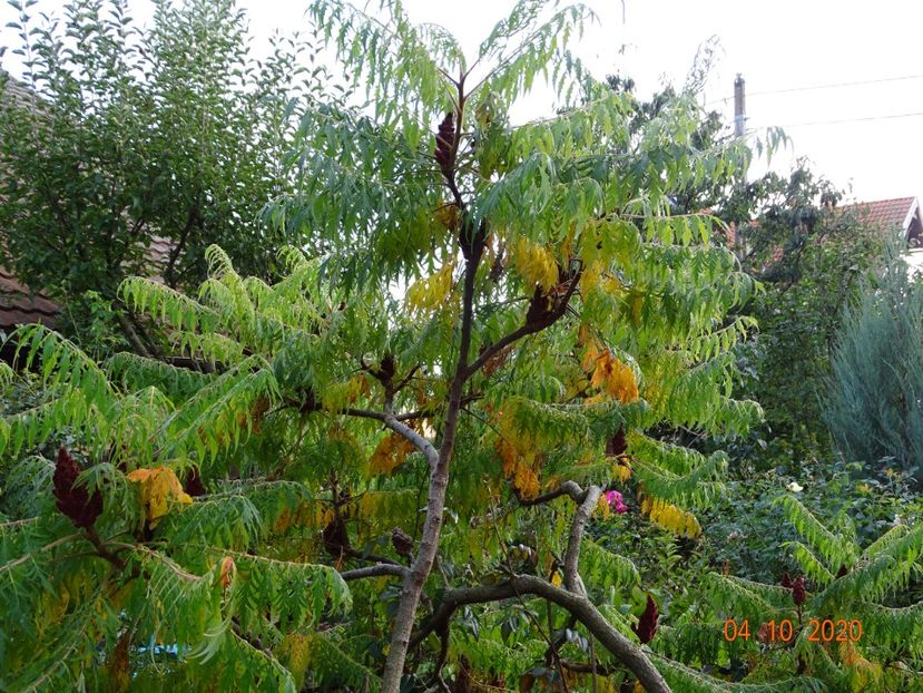  - Copacei si arbusti 2020