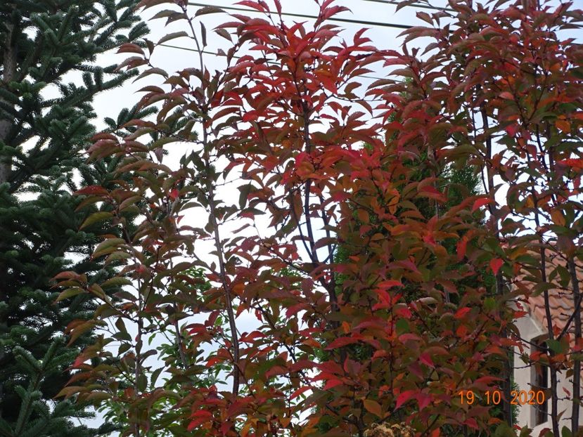  - Copacei si arbusti 2020