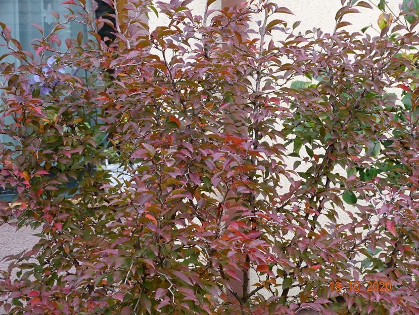  - Copacei si arbusti 2020