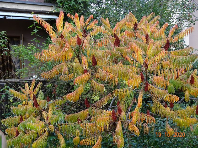  - Copacei si arbusti 2020