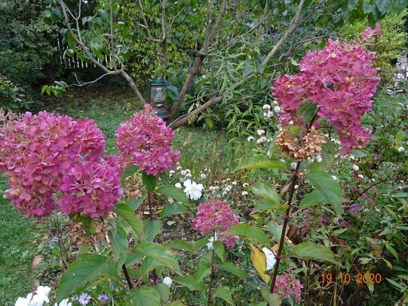  - Copacei si arbusti 2020