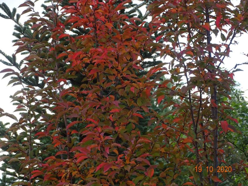  - Copacei si arbusti 2020