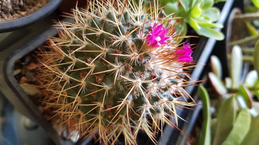 Mammillaria rhodantha - Mammillaria