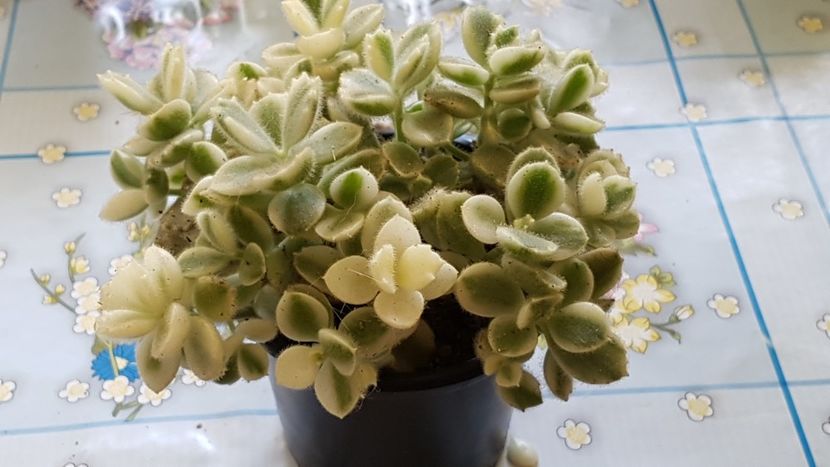 Cotyledon Ladysmithiensis variegata - Cactusi si suculente 2020-2021-2022-2023- 2024