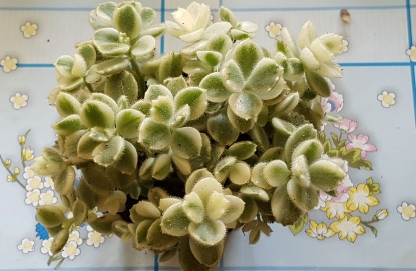 Cotyledon Ladysmithiensis variegata - Cactusi si suculente 2020-2021-2022-2023