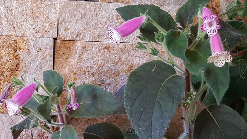 Am fost trimise la repaus in demisol dar inca nu vrem - Kohleria