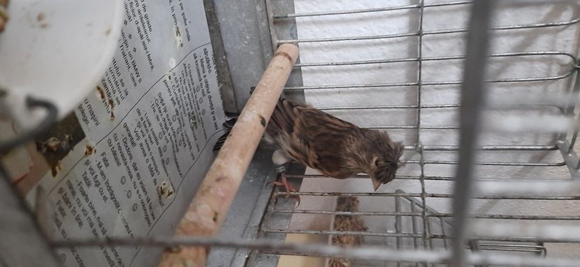  - Bastard petrusi 2020