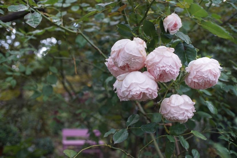  - The Wedgwood Rose