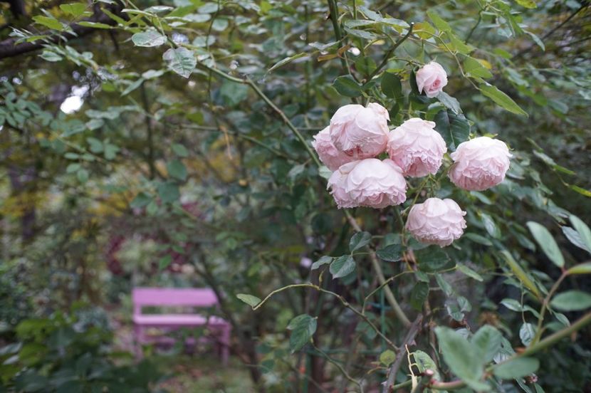  - The Wedgwood Rose