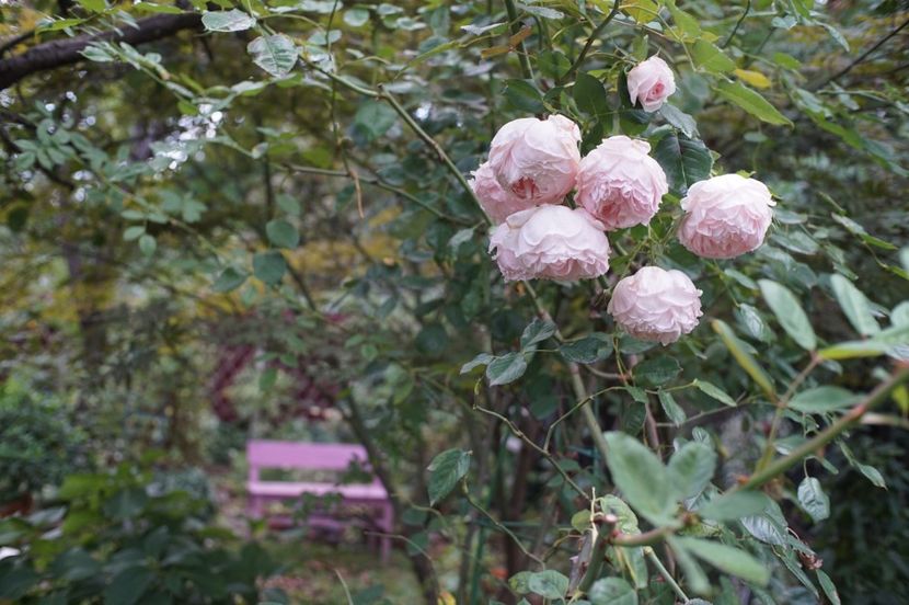  - The Wedgwood Rose