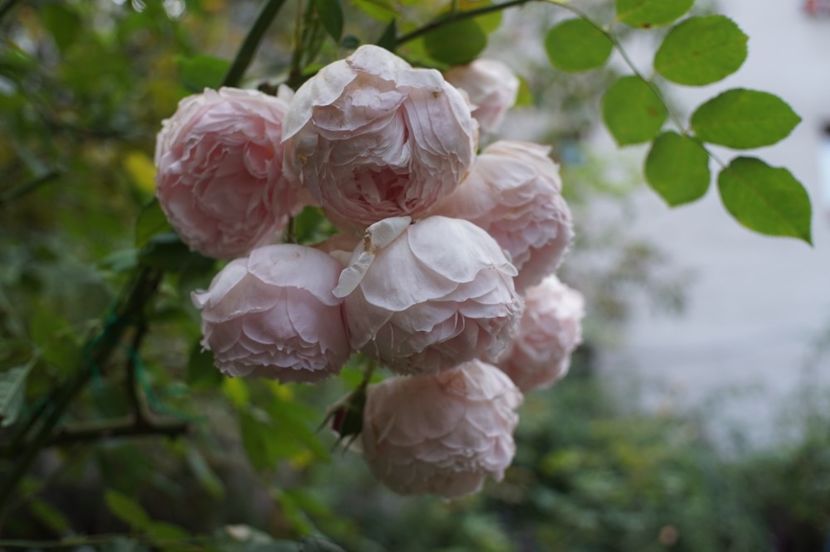  - The Wedgwood Rose