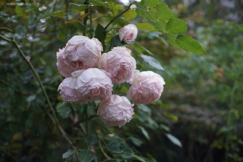  - The Wedgwood Rose