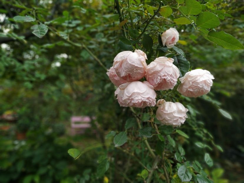 - The Wedgwood Rose
