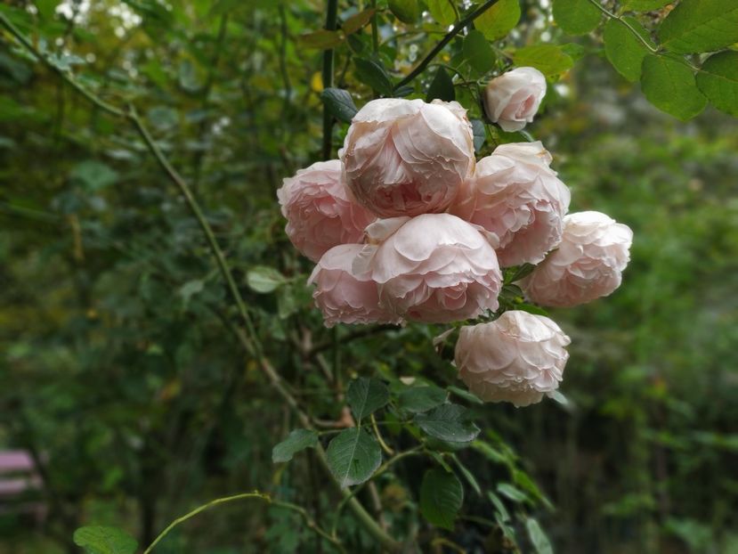  - The Wedgwood Rose