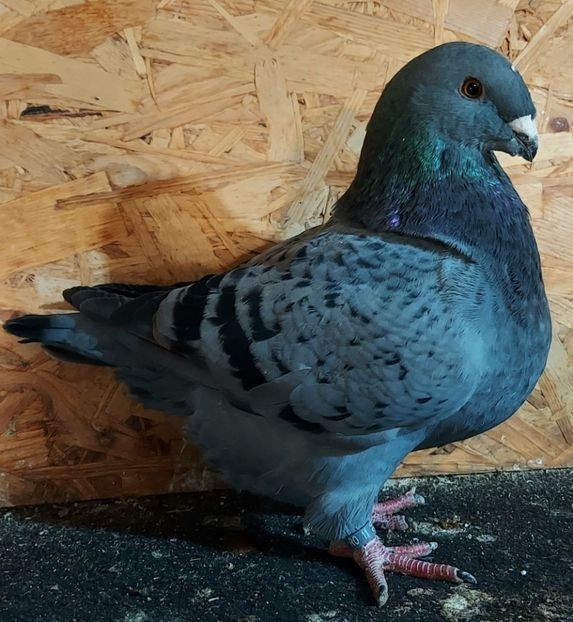  - 3---AGH DAȚI 2019 - 2025