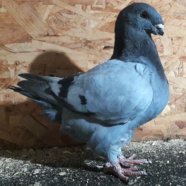  - 3---AGH DAȚI 2019 - 2025