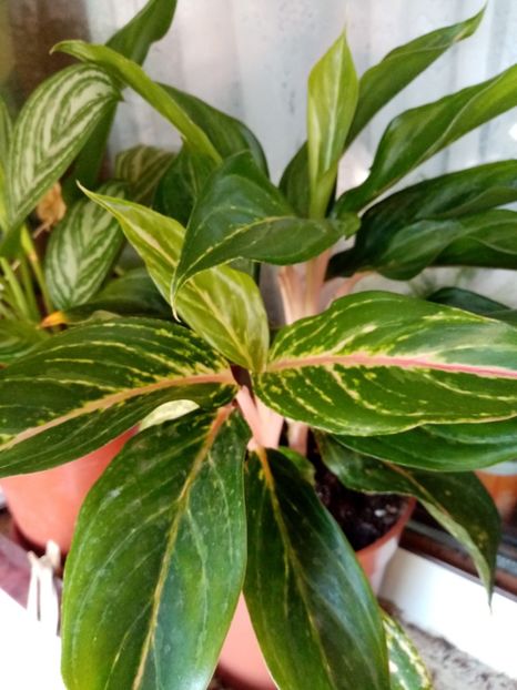  - Aglaonema- varietati