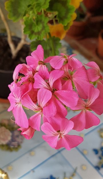 Trimise la odihna, inca mai inflorim- A happy tought pink - Muscate de colectie 2020