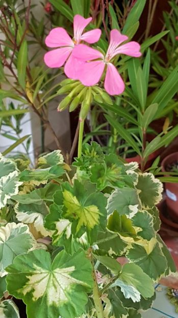 Trimise la odihna, inca mai inflorim- A happy tought pink - Muscate de colectie 2020