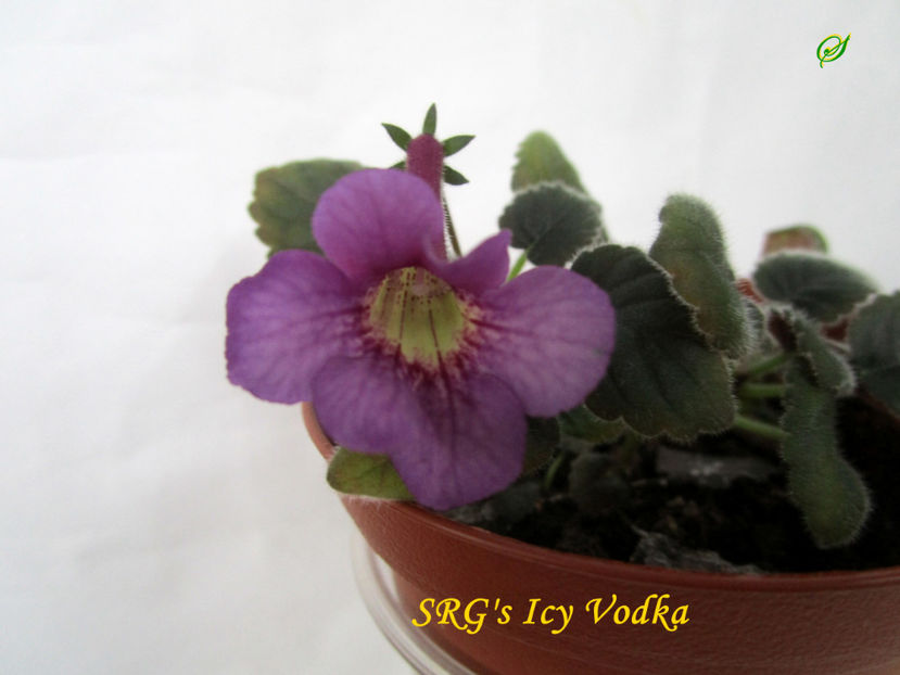 SRG s Icy Vodka(25-x-2020) - Sinningii 2020