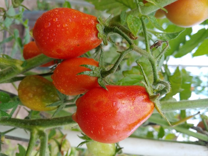 UKRAINEAN PEAR RED (4) - UKRAINEAN PEAR RED