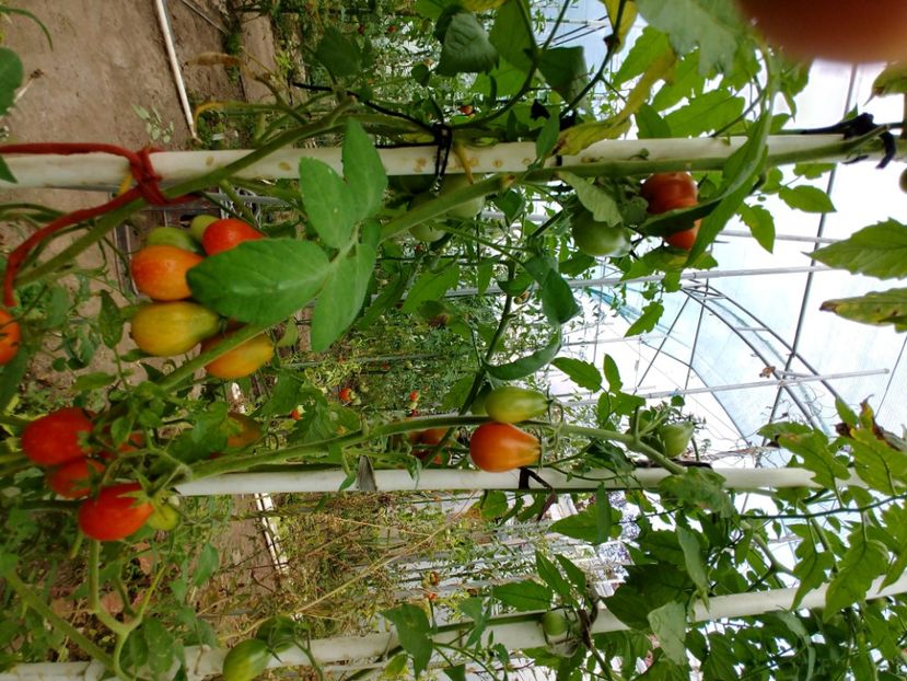 UKRAINEAN PEAR RED (7) - UKRAINEAN PEAR RED