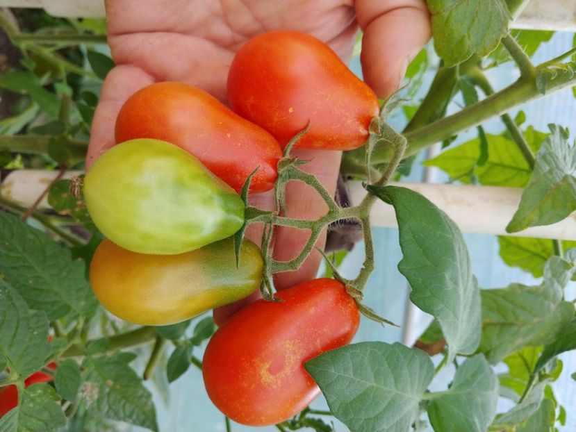 UKRAINEAN PEAR RED (15) - UKRAINEAN PEAR RED