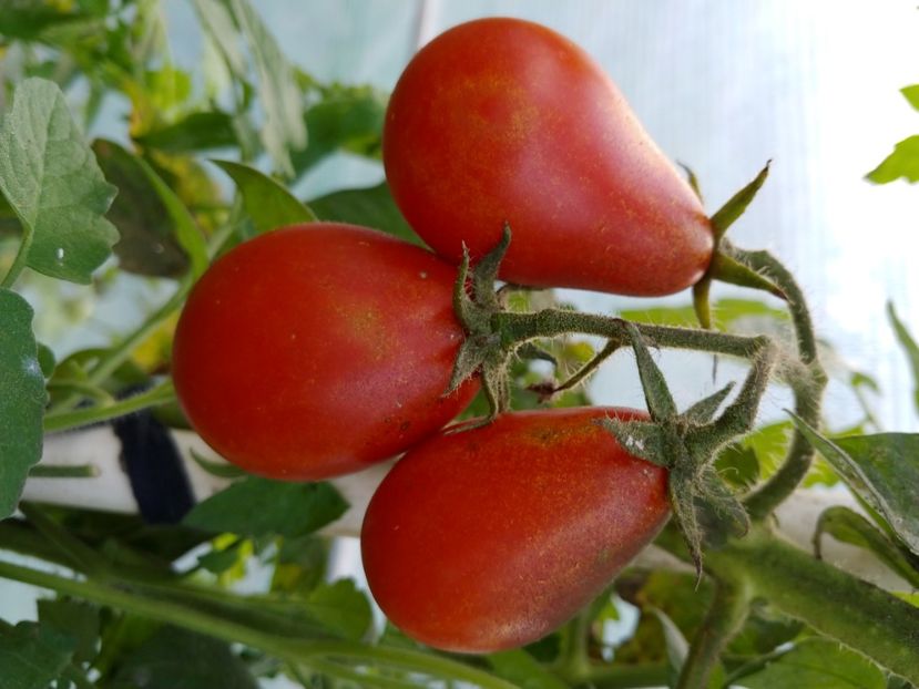 UKRAINEAN PEAR RED (19) - UKRAINEAN PEAR RED