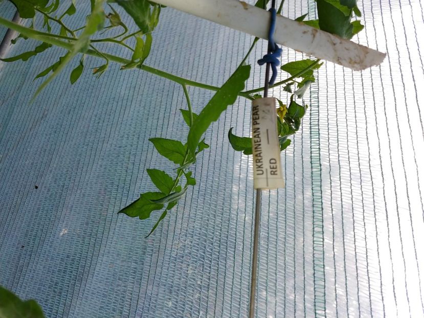 UKRAINEAN PEAR RED (22) - UKRAINEAN PEAR RED