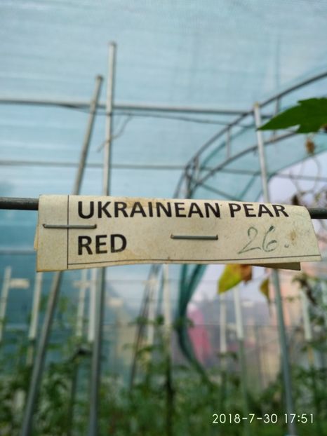 UKRAINEAN PEAR RED (31) - UKRAINEAN PEAR RED