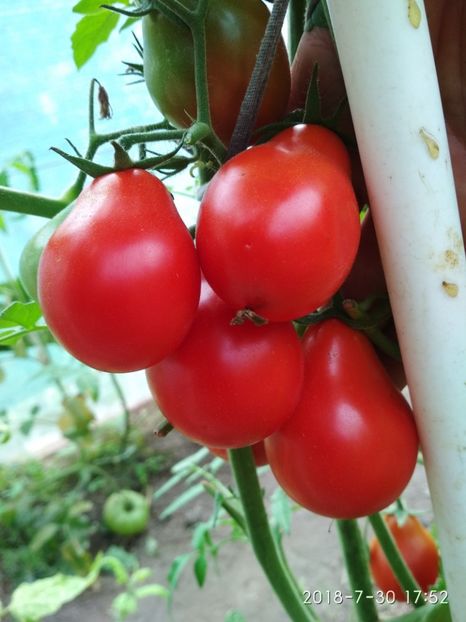 UKRAINEAN PEAR RED (32) - UKRAINEAN PEAR RED