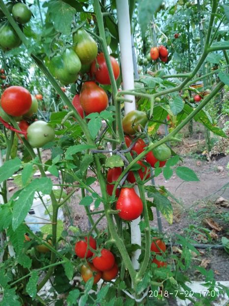 UKRAINEAN PEAR RED (41) - UKRAINEAN PEAR RED