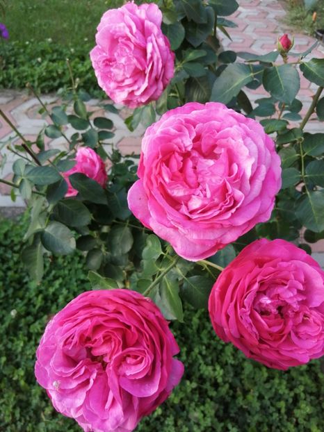  - Queen Adelaide sau Yves Piaget