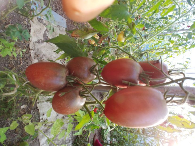 UKRAINEAN PURPLE 05 08 2018 (1) - UKRAINEAN PURPLE