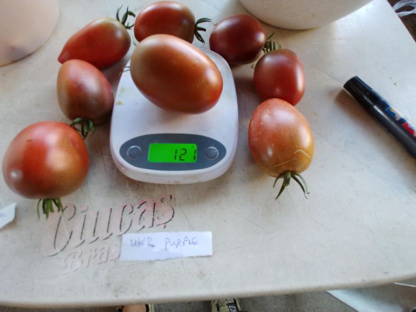 UKRAINEAN PURPLE 05 08 2018 (2) - UKRAINEAN PURPLE