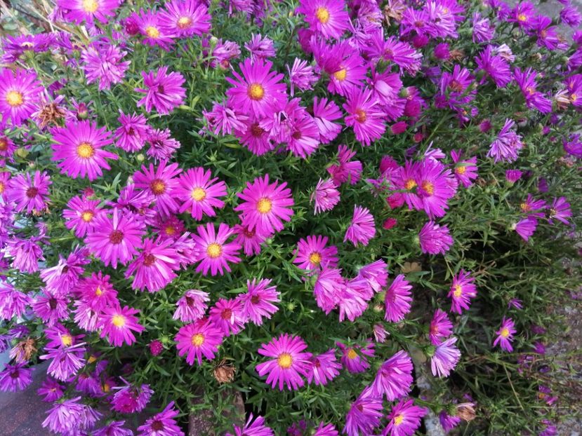 Violet pitic - ASTER