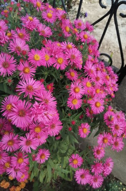 Ciclame inalt - ASTER