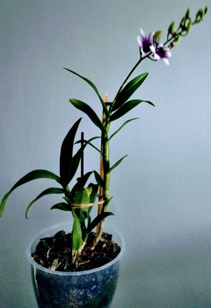 Dendrobium phalenopsis - 2 orhidee