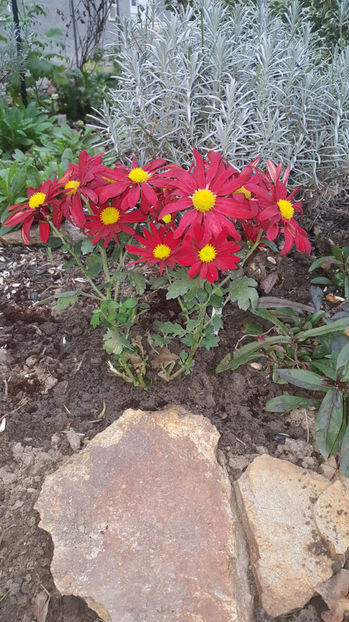 chrisanthemum hybr. - Gradina si terasa PrimaLuce_7-Hello 2020